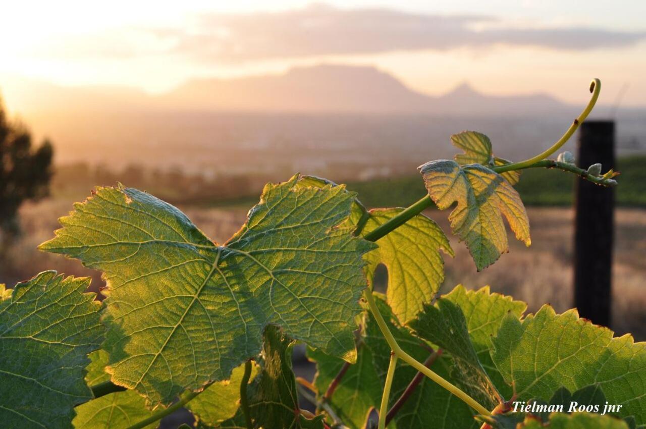 Ferienwohnung Mooiplaas Wine Estate Stellenbosch Exterior foto